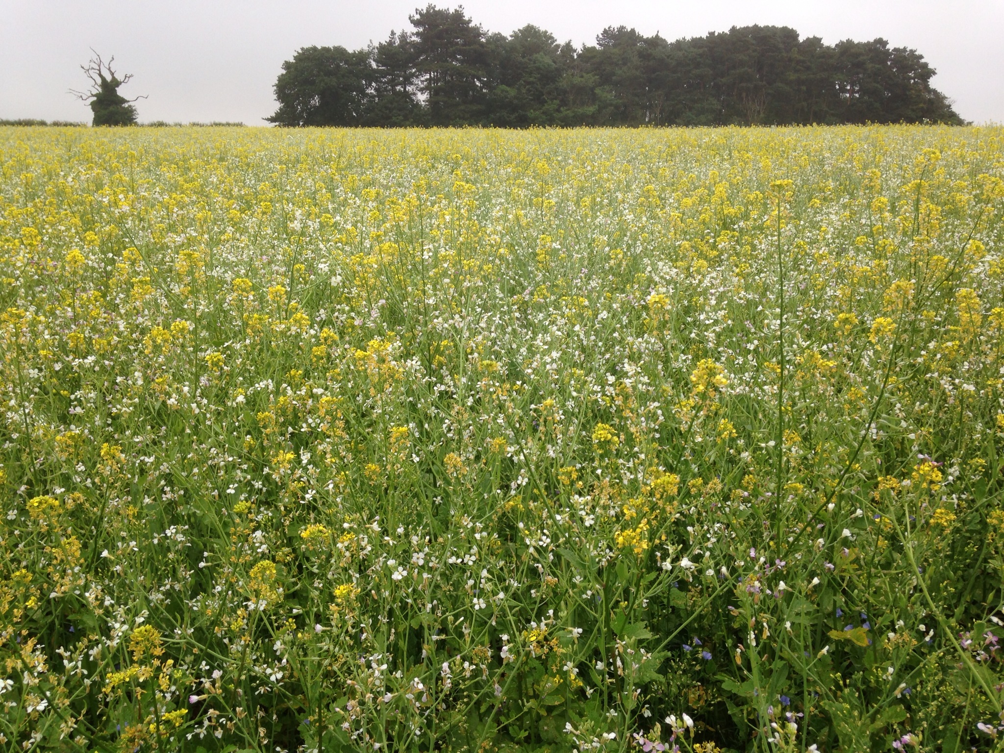 Kale Seed Mix