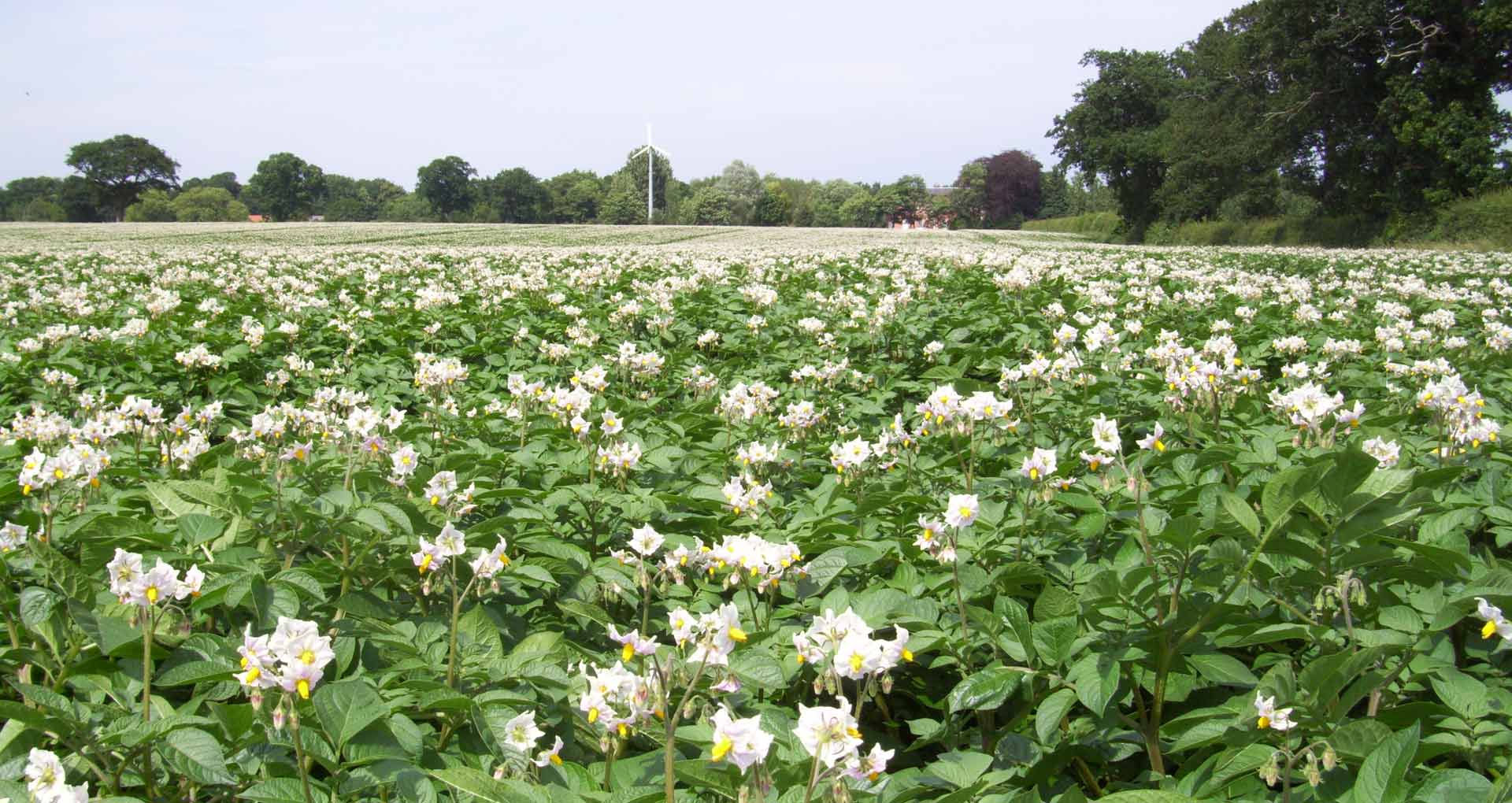 Desiree Potato In Flower