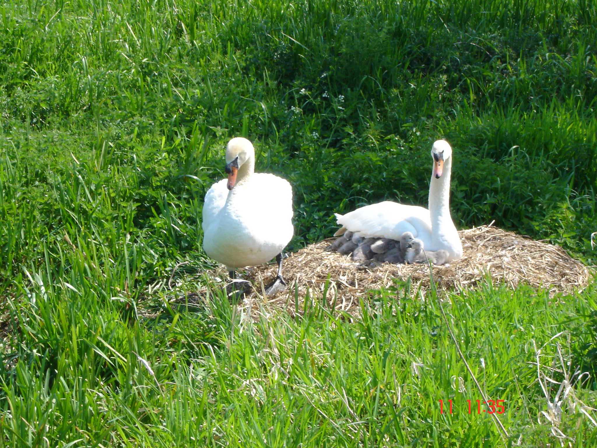 Family Of Swans