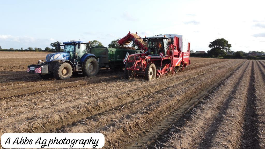 Harvesting Potatoes