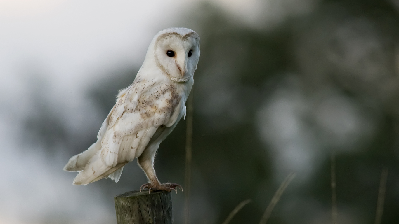 Barn Owl (4)