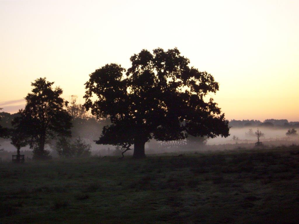 Morning Mist At Park Farm